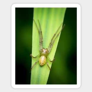 A lynx spider laying in wait Sticker